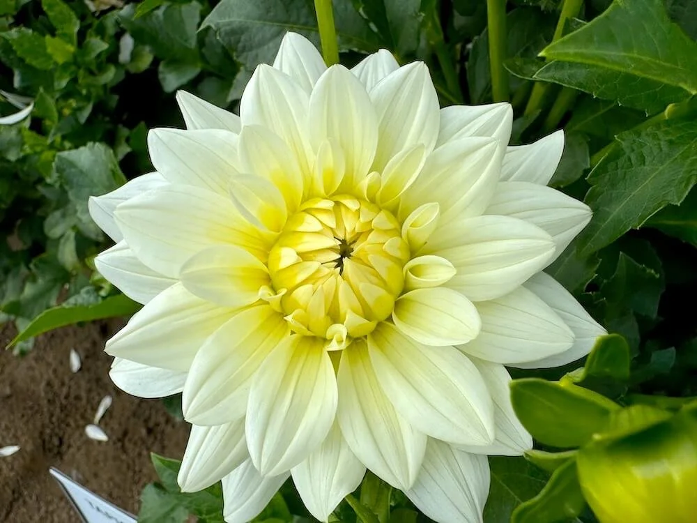 クラッシュ9 Lo DAHLIA クラッシュ9 Lo DAHLIA - メルカリ